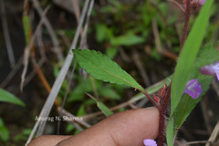 Impatiens scabriuscula var. rosea